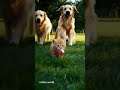 "cute si billi ka, bada sa safar🫵🏻😃" #cats #cuteanimals #viral #viralvideo