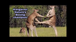 Kangaroo!Natures very own kick boxer.