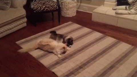 Cats enjoying their catnip sticks