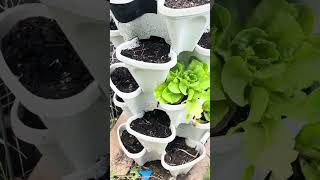 May 22nd, 2026 garden update 