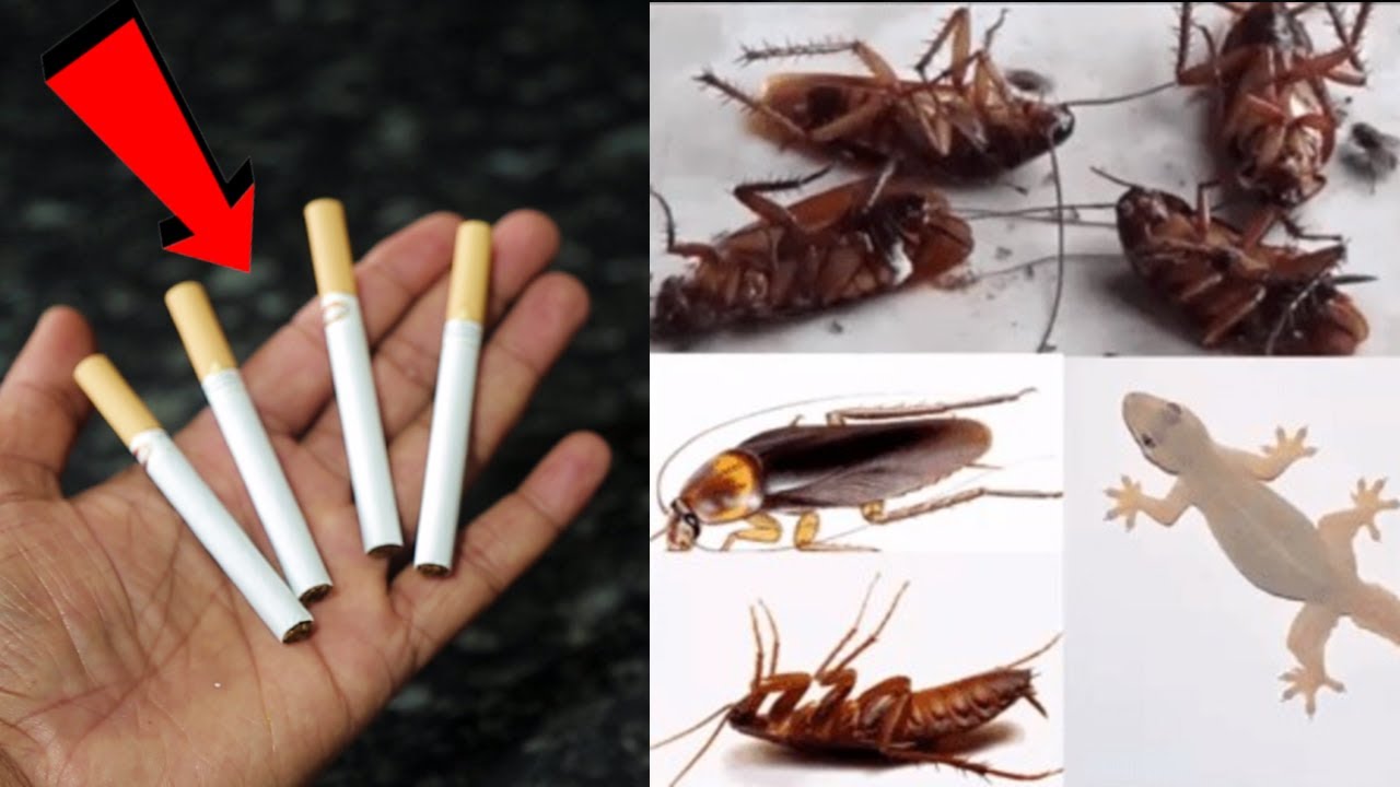 How To Kill Cockroach, Lizard, Within 5 minutes || Home Remedy || Magic Ingredient