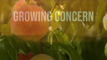 Growing Concern: Thousands of farms across U.S. damaged by ‘dicamba drift’ that devastates crops