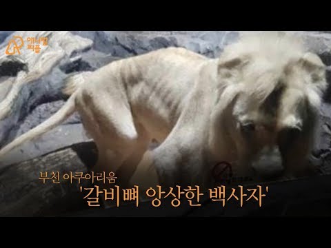 갈비뼈 앙상한 &amp;#39;<strong>백사자</strong>&amp;#39; 직접 가보니 [애니멀피플] A thin lion in a zoo