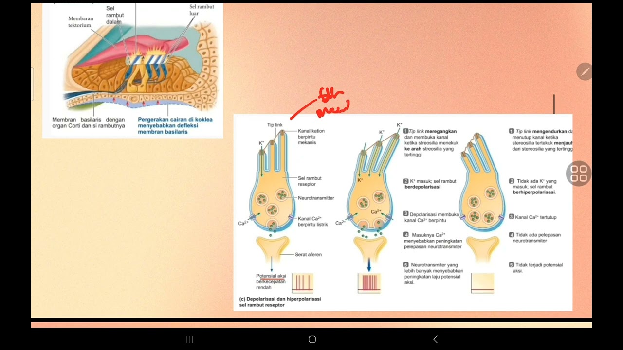 PRESBIKUSIS (Aged Related Hearing Loss)