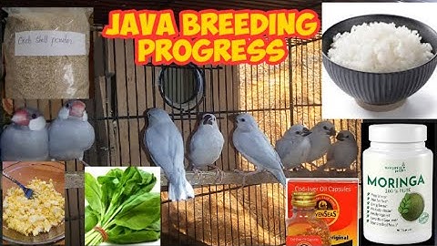 Java Breeding Progress 2022 | Winter Food For Birds | Java