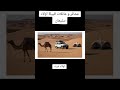 نسب قبيلة اولاد سليمان تاريخ
