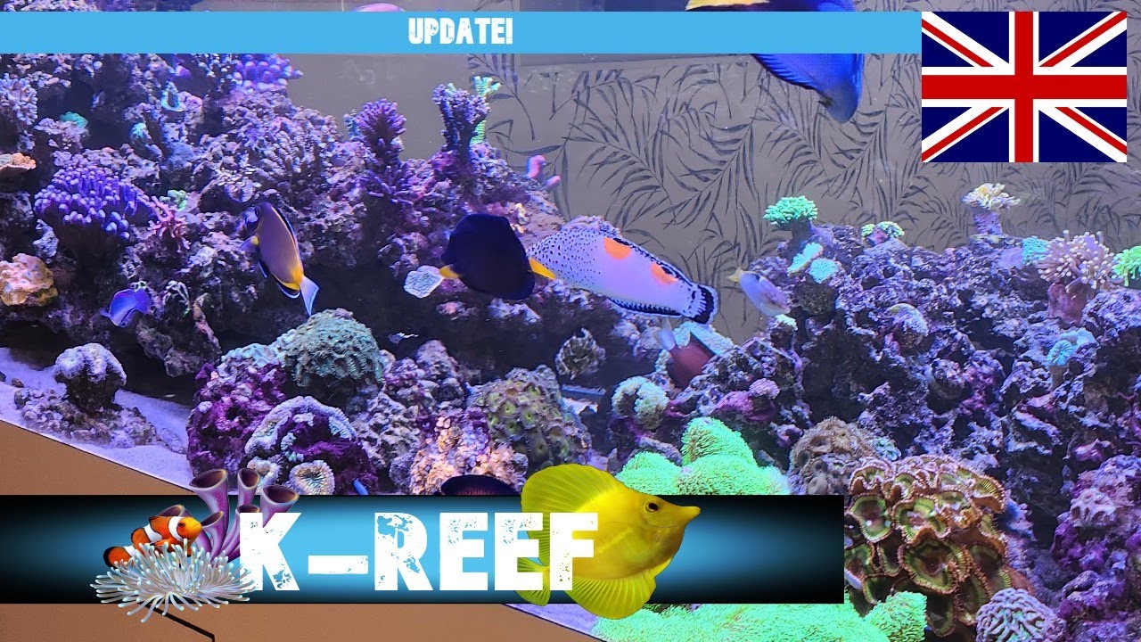 update! To CLEAN water! REEF FACTORY GEAR!