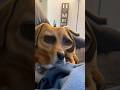 Dog Filters