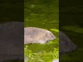 @kampavbalik @diysyr @Catsandcarp @Catfish @AnimalHT2721 @animalshome467