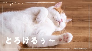 変な猫=^w^=  hqdefault.jpg
