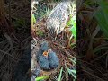 Mother bird feeds her little kids, 27/5/2026