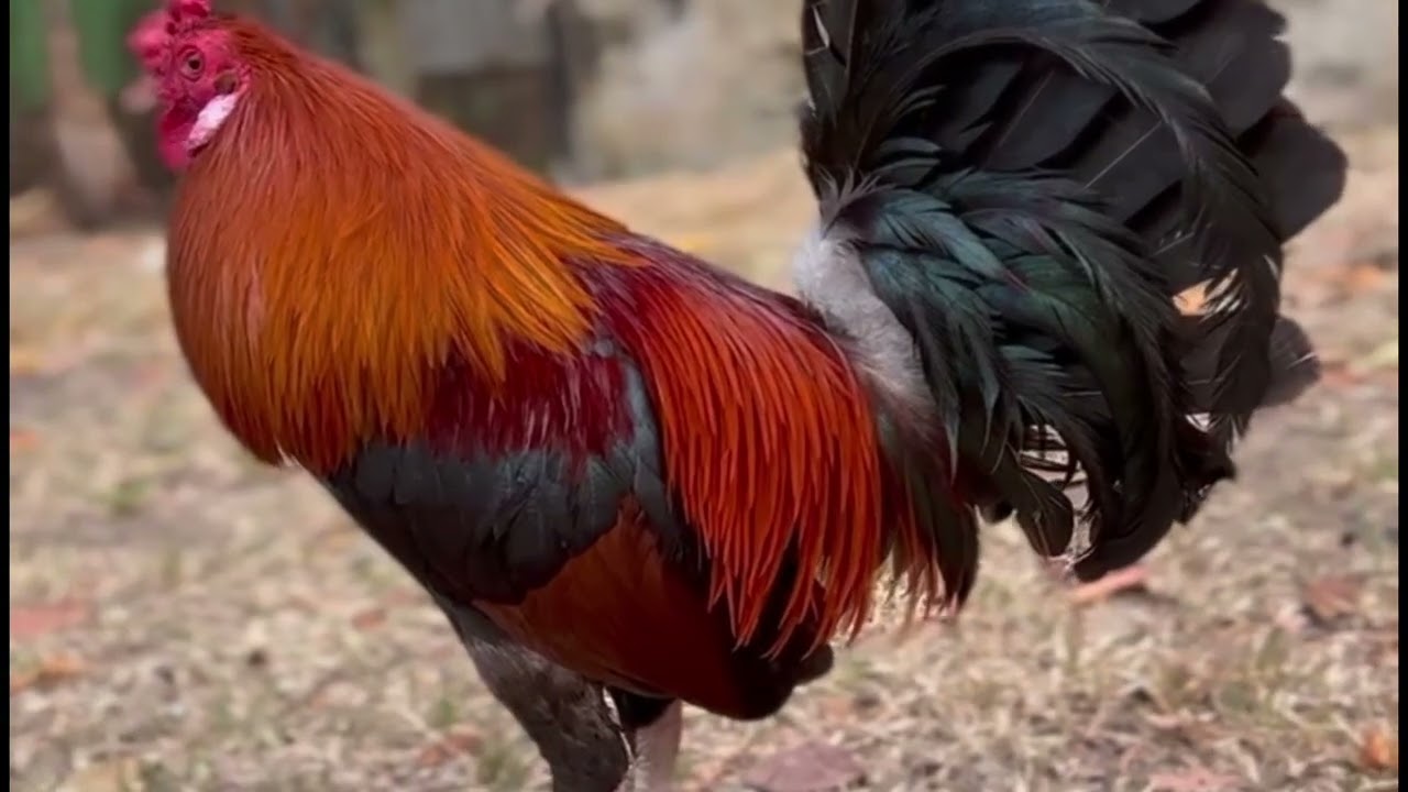 Sabong Nation | Yellow Jacket / North Strong Next Generation Game fowls