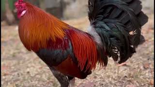 Sabong Nation Yellow Jacket North Strong Next Generation Game Fowls