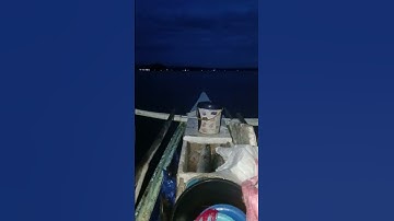 Dalawang Barracuda/Rompi