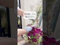 花が咲いた葉牡丹、捨てないで!#shorts #ガーデニング