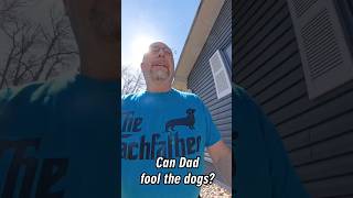 Dad thought he could fool his dachshunds... he was wrong #DogPrank #Hilarious #Shorts