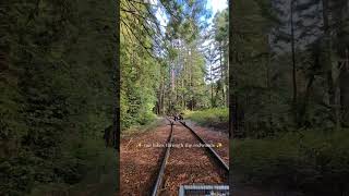 The perfect way to get outside and enjoy nature. #mendocino #redwoods #railbikes #skunktrain