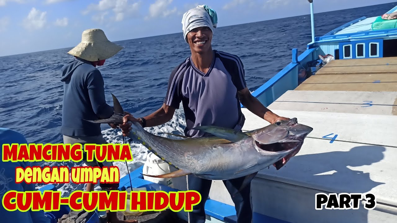 MANCING TUNA PAKAI CUMI-CUMI HIDUP || MENCARI TUNA DI LAUT BALI PART 3