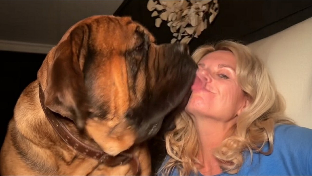 This 200lb Mastiff REFUSES to Start His Morning Without Kissing Her First
