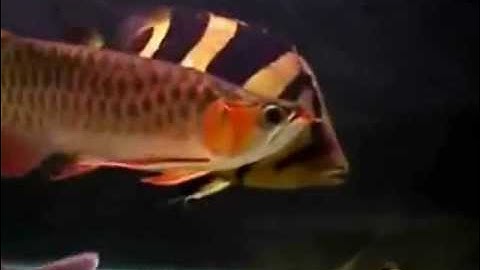 Cá Hổ Đánh Cá Rồng - Thiên Đường Cá Cảnh