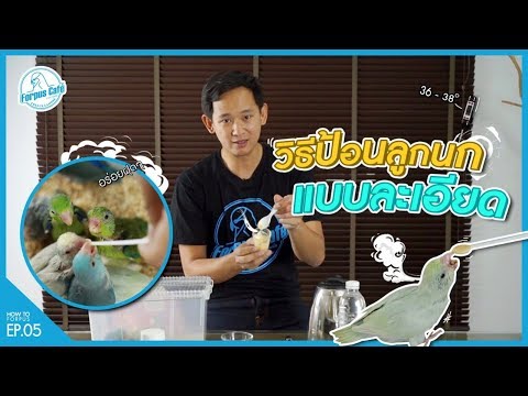 วิธีการป้อนอาหารลูกนกฟอพัส l How To Forpus Ep.05 | เนื้อหาอาหาร ลูก ป้อนที่มีรายละเอียดมากที่สุด