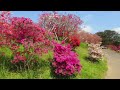 笠間つつじまつり [4K] Kasama Azalea Festival