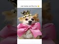 meri behen chudail hai👻😂#dogshorts #memes #dog #trending