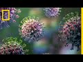 Flu Virus 101 | National Geographic