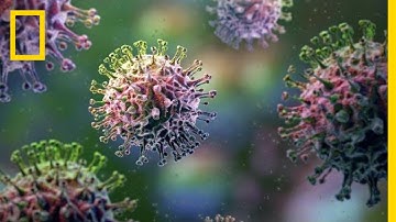 Flu Virus 101 | National Geographic