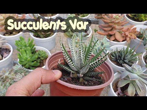 Video Vô Tình Mua Được Lô Hàng SEN ĐÁ VAR Độc Lạ Nhất Đà Lạt - youtube