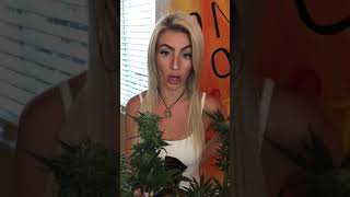 One RIP OGs Harvest of PURPLE PUNCH Marijuana Strain top notch buds organic weed medical! 40 DAYS!!! Profile