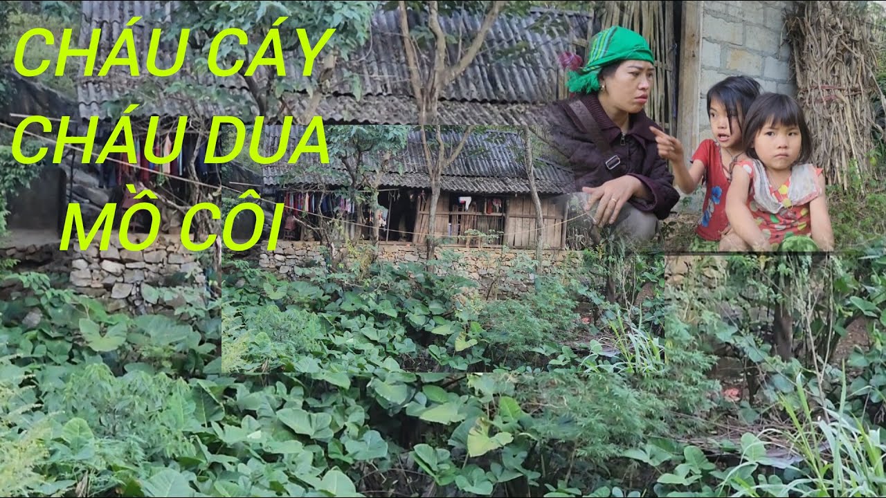 BỐ C.H.Ế.T MẸ BỎ ĐI LẤY CHỒNG ĐỂ LẠI CHÁU CÁY CHÁU DUA MỒ CÔI