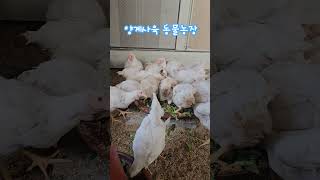 #양계장 #닭모이시간 #친구네 #동물농장