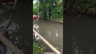 yap sensasi udang kali mantap #udangsungai #shorts #mancingliar #ikanwader #udanggalah
