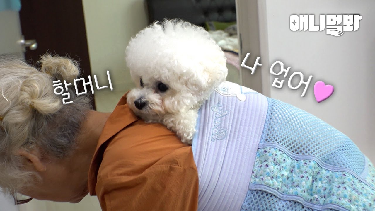 할머니 등에만 찰싹 붙어있는 강아지 그걸 지켜보는 할아버지가 킬포ㅋㅋㅣDog Only Stuck To the Back Of The Grandma