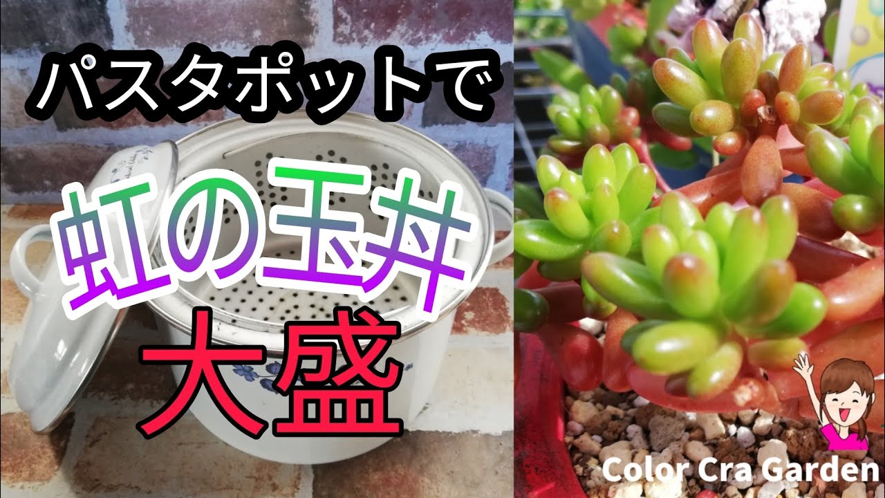 多肉植物】通気性抜群⁉パスタポットで虹の玉丼!! 大盛り /Succulent