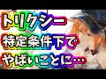 メメントモリ　実況　「トリクシーの要点解説！特定の条件下でメタキャラに変貌？！防御面が強い！」