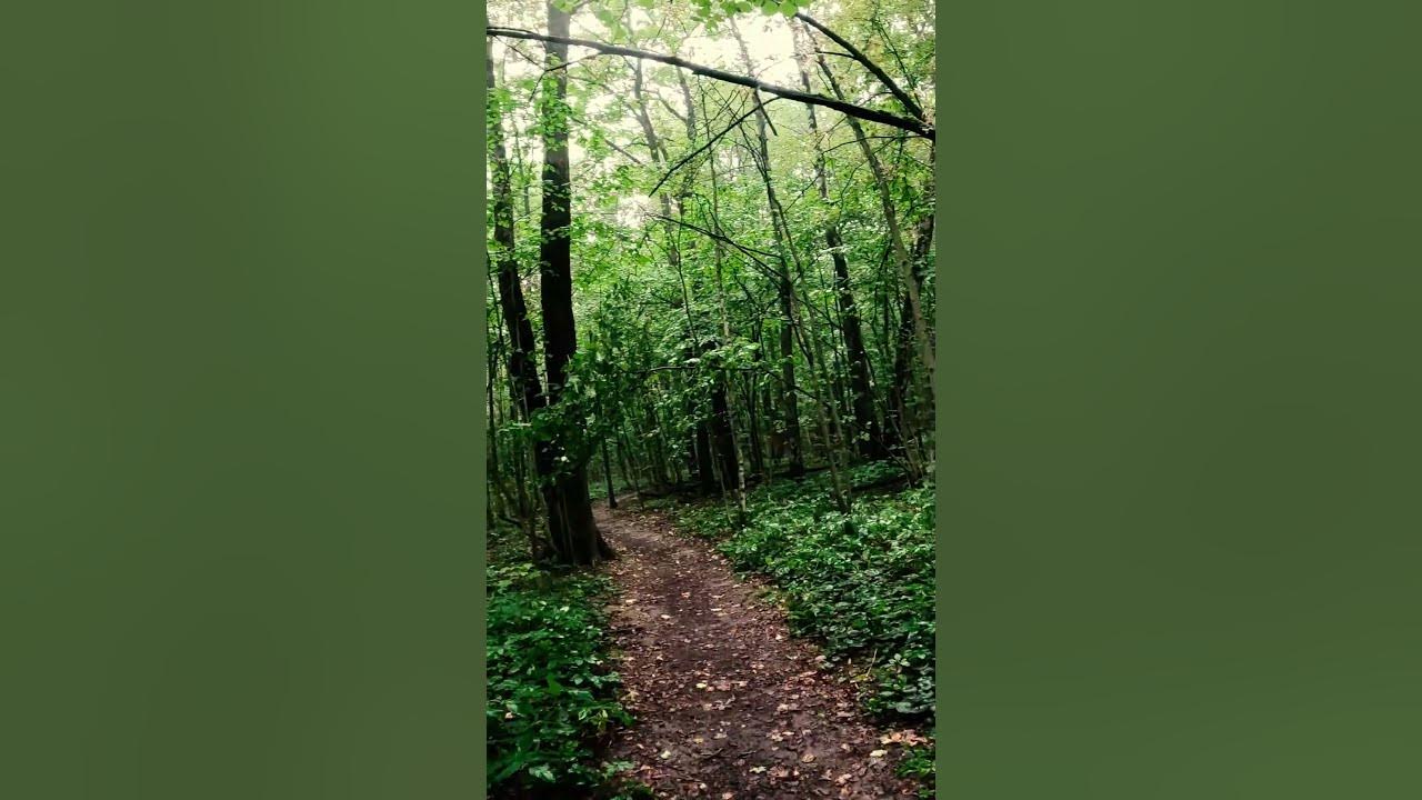 Somnolent rainy vibe lofi song in the forest #lofi #lofirain