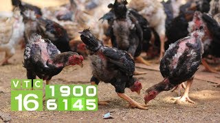 Download Lagu Lượng thức ăn chuẩn cho gà theo từng độ tuổi I VTC16 MP3