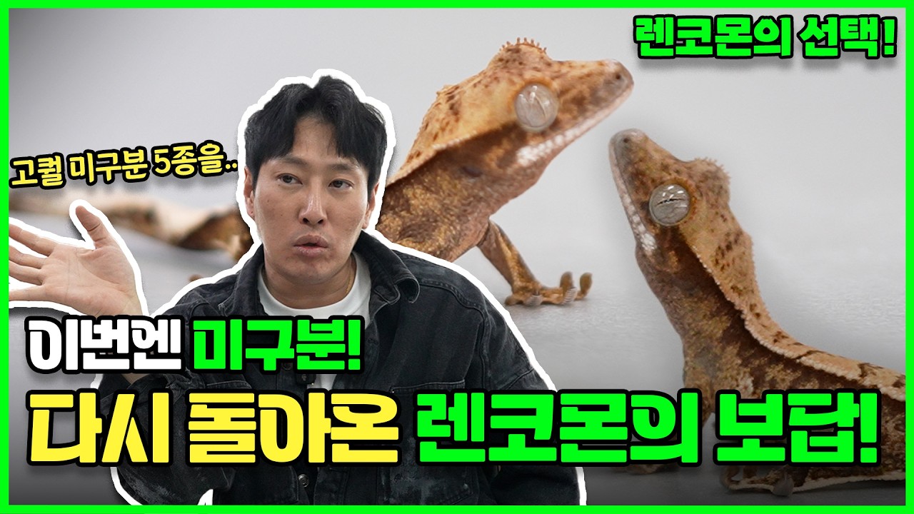🦎 렌코몬 보물 창고 오픈! 이번엔 