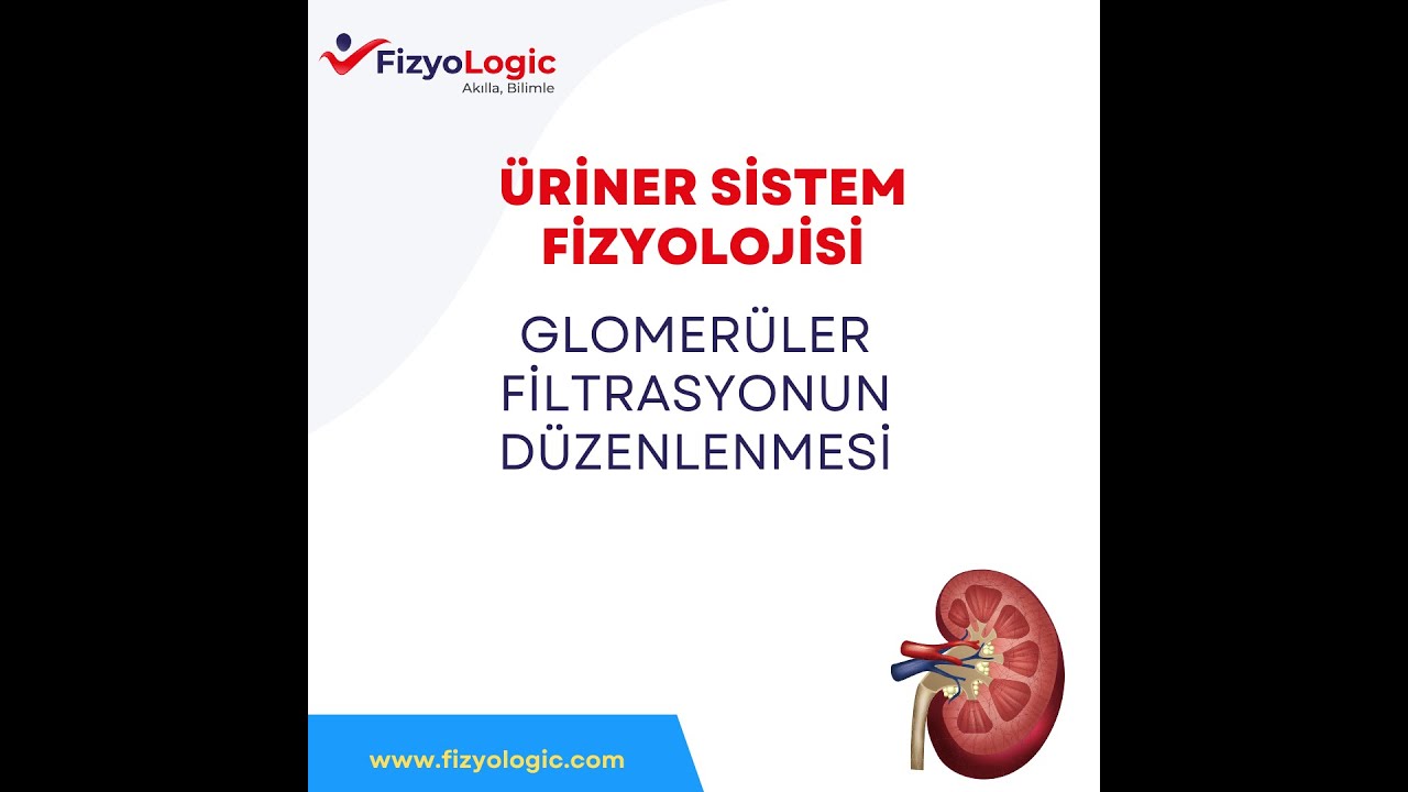 Fizyologic Üriner Sistem Fizyolojisi / Glomerüler Filtrasyonun Düzenlenmesi