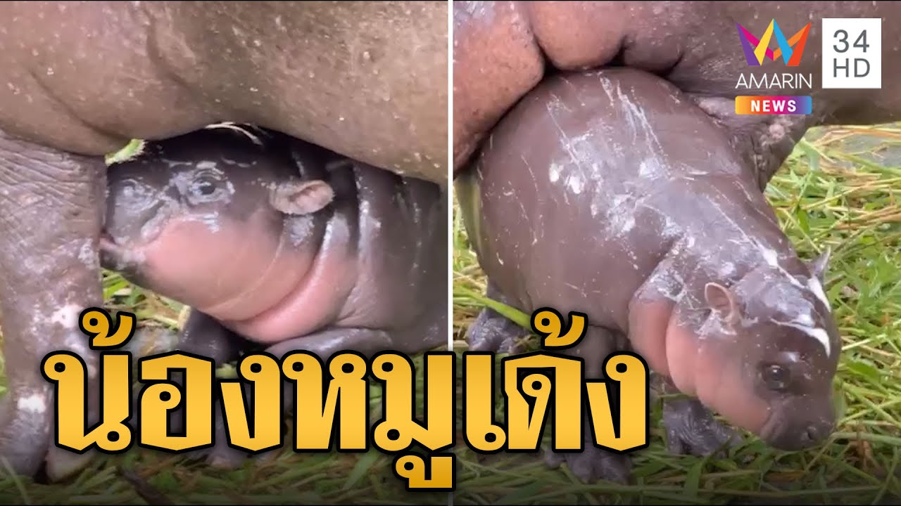 น่ารักมาก น้องหมูเด้ง ชื่อลูกฮิปโปแคระสวนสัตว์เขาเขียว | ข่าวอรุณอมรินทร์ | 21/8/67