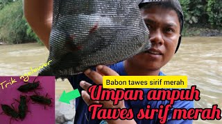 MANCING IKAN BALAR/TAPAH/SIRIP MERAH BABON TRIK NGELEWER @ EDWAN FISHING