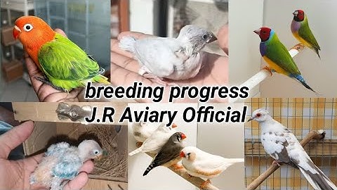 Love Birds, Zebra Finches & Java Breeding Progress | JR Aviary(10 Nov 2025) | Winter Breeding Update