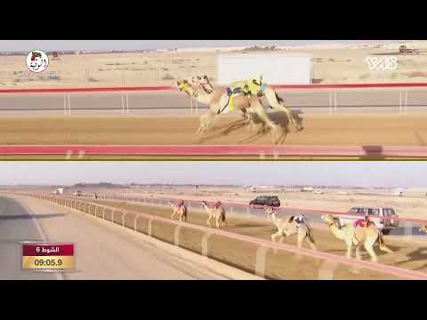 الشوط 6 اليمامه ل حمد عبدالله بن خزام العامري 12 26 6 تاهيل الوثبة 2021 12 17 ثنايا الوثبة