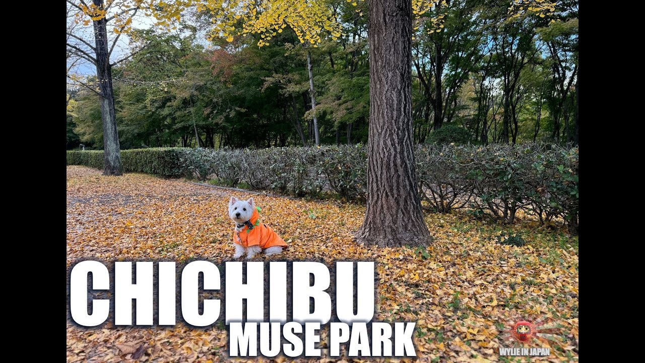Westie Dog Walk | Chichibu Muse Park | ウェスティ犬の散歩 |秩父