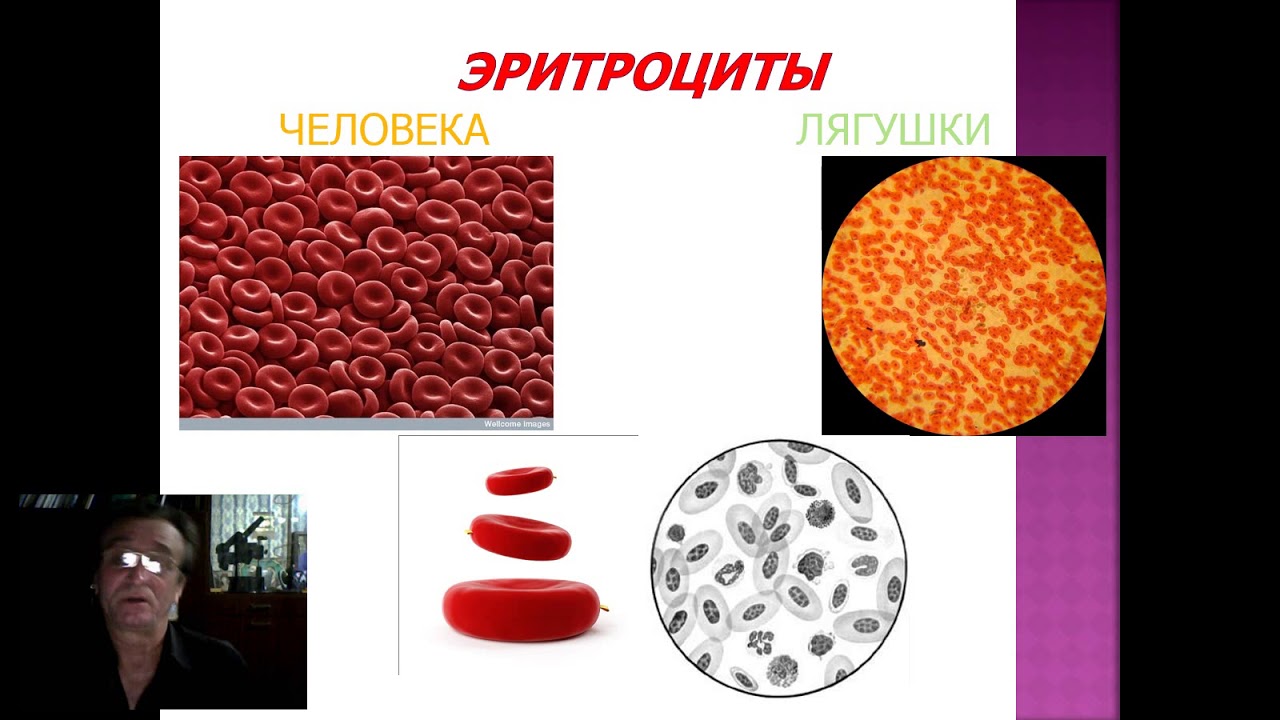 Қон шаклий элементлари