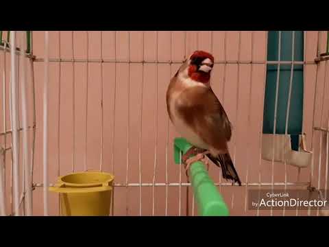 تغريد حسون مغربي بري في بداية جهزيته روعة ماشاء الله 2019