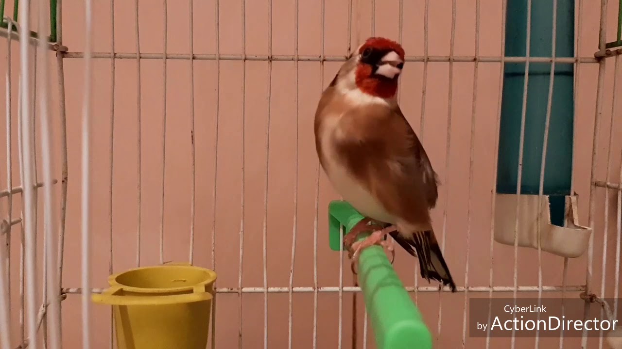 تغريد حسون مغربي بري في بداية جهزيته روعة ماشاء الله 2019