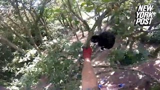 Hero attacked by cat after trying to rescue her from a tree
